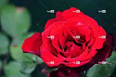 玫瑰 美丽的花朵 红玫瑰 红花 花园 花壁纸 花卉背景 花
