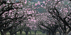 小C菜花采集到花（桃花）