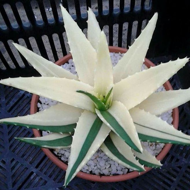 Aloe nobilis suverva...