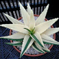 Aloe nobilis suvervariegated: 