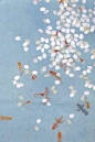 午间花|浮生若梦，为欢几何？