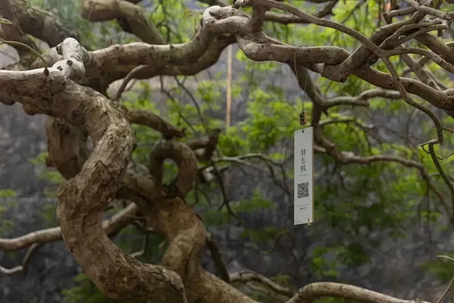 图片图片_S-树铭牌图片素材-花瓣网