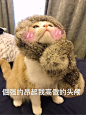 一组可爱的猫咪表情包<br/>点赞自取<br/>#帮找表情包原图# ​​​​