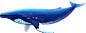 鲸鱼-01