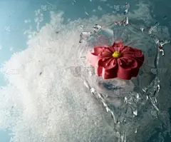 鲜艳的粉红色樱花在水中飞溅