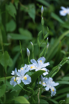 清翎er采集到花草/花器