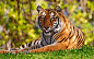 ID:908000大图-高清晰野生猫科猛兽动物摄影-老虎-狮子-豹子