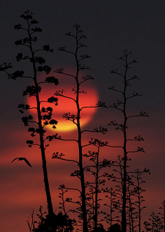 黄泽鑫采集到美丽的夕阳