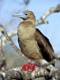 Photo: A red-footed booby on a tree branch