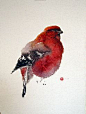 Pine Grosbeak Male - Karl Mårtens   - watercolor:
