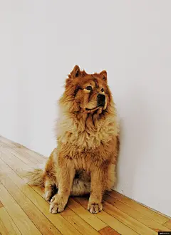 动物 娜拉 狗 松狮犬 动物摄影图片图片壁纸