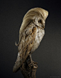 发型乐鸟一系列的鸟头戴长发的肖像