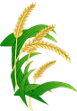 小麦插画png