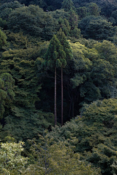 RPG酒剑采集到植物-花卉-盆景