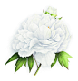 Pivoine arbustive blanche. White tree peony. Vincent Jeannerot