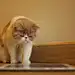 可爱的猫玩数字平板电脑