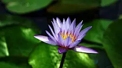 妖艳纯真的睡莲图片高清宽屏桌面壁纸