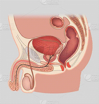 顺序,男人,人类的生殖器官,矢量,图像