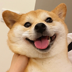 sarah丶🍀采集到柴犬