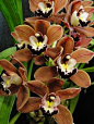 Chocolate orchid