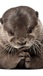 Otter