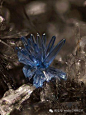 比钻石更珍贵的宝石   硼铝石(Jeremejevite)

　　硼铝石首度于1883由Mt. Soktui, Nerschinsk 发现于西伯利亚Adun-Chilon山区。并由苏联矿学家Pavel Vladimirovich Eremeev (1830–1899)命名。