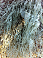 Spanish Moss-natures lace.: 