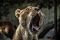 A female lion opening its mouth in a huge yawn