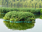 水生植物浮岛