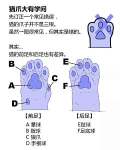 RoheYing采集到动物参考