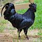 五黑鸡，又名五黑一绿鸡华绿黑鸡具有黑毛、黑皮、黑肉、黑骨、黑内脏五黑特征,肉质细嫩，味道鲜美，黑色素具有药用价值，并含有大量的卵磷脂、维生素和微量元素。