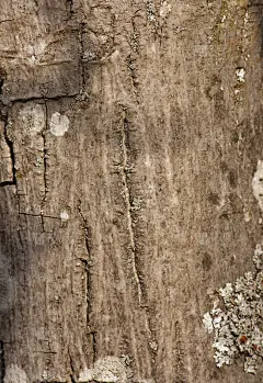 坚果的树
