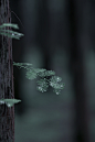 森林雨后 - _岁月静好_ - 图虫