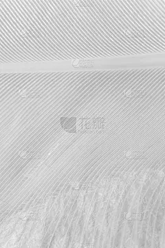 温柔和柔软的概念，特写。美丽的垂直墙纸或背景。宏观白色毛茸茸的天鹅羽毛细节