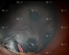 杰克·罗素假装在下水道里捉老鼠