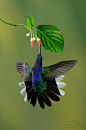 hummingbird