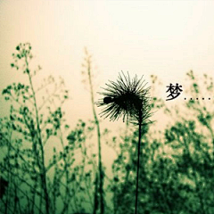 漂浮的花朵采集到有声电台