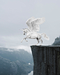 Pegasus Unicorn! ( just imagine) : Pegasus Unicorn! ( just imagine)