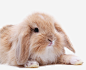 黄色长毛垂耳兔动物高清素材 动物 垂耳兔 垂耳兔活物 长毛垂耳兔 黄色 免抠png 设计图片 免费下载