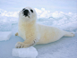 35 Truly Dramatic Examples of Animal Photography