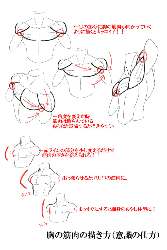 「筋肉をかっこよく描こう！！」/「MRI...