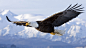 General 1920x1080 eagle flying bald eagle nature landscape animals birds