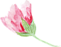 花手绘png