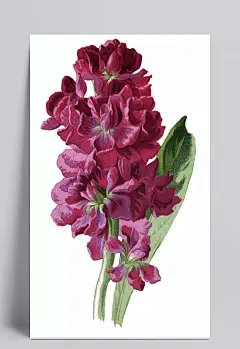 手绘艳丽花朵植物插画|插画,复古,花朵,花卉,玫瑰,牡丹,手绘,植物