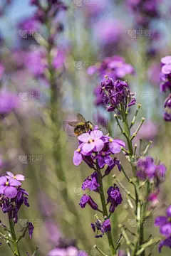 大黄蜂,自然,蜜蜂,红色,禅宗,社会意识符号,春夏系列,垂直画幅,留白,芳香的