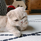 猫头像可爱_百度图片搜索