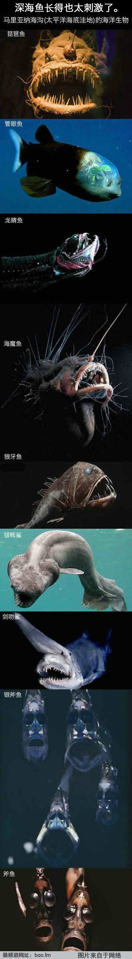 趣图百科  深海鱼长得也太刺激了。