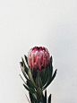 contamos mais sobre a Protea e sua origem na coluna Natureza em Casa (Foto: FLO Atelier Botânico) #protea