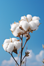 geomyidae_Two_cotton_plants_sky_background_12_noon_Bright_light_017f06b1-90e5-4cd0-abc6-4eb74affaf10