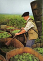 Vendange: the wine grape harvest in France. Here this man is "doing it the old-fashioned way". Haute Marne, Belle France, Wine Vineyards, Vides, French Wine, Italian Wine, French Countryside, In Vino Veritas, Wine Time